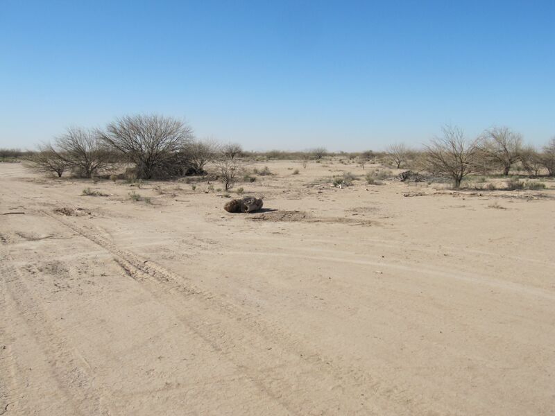 Datei:Desert.Eloy.11.jpg