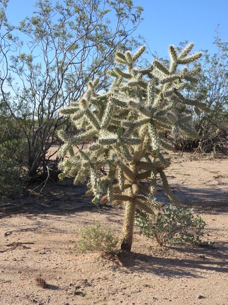 Datei:Cactus.3.jpg