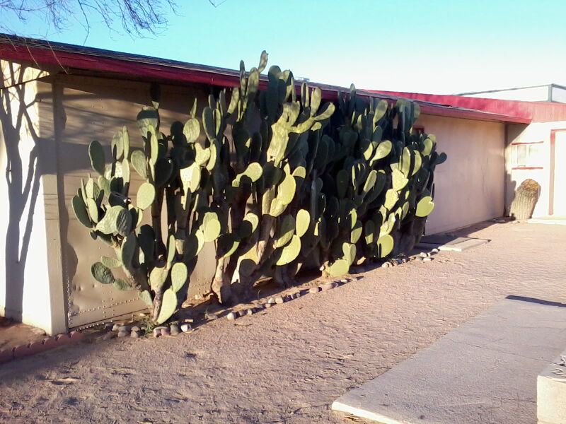Datei:Cactus.1.jpg