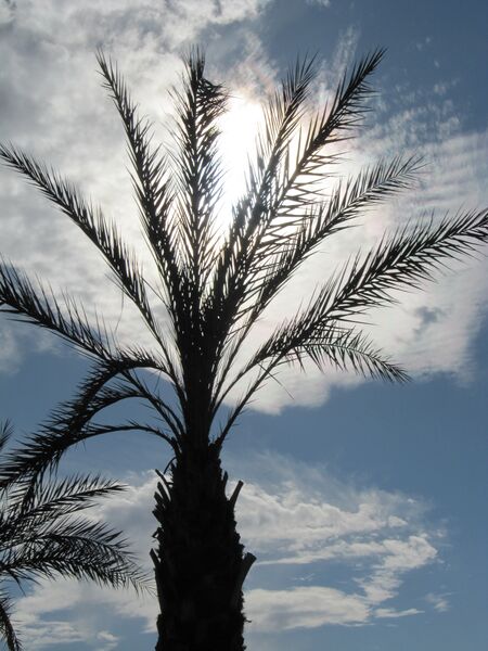 Datei:Palm.Tree.AZ.1.jpg