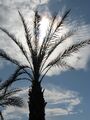 Palm.Tree.AZ.1.jpg