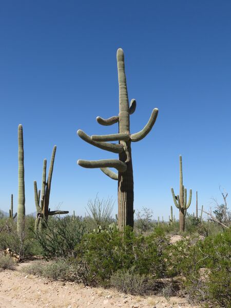 Datei:Saguaro.National.Park.12.jpg