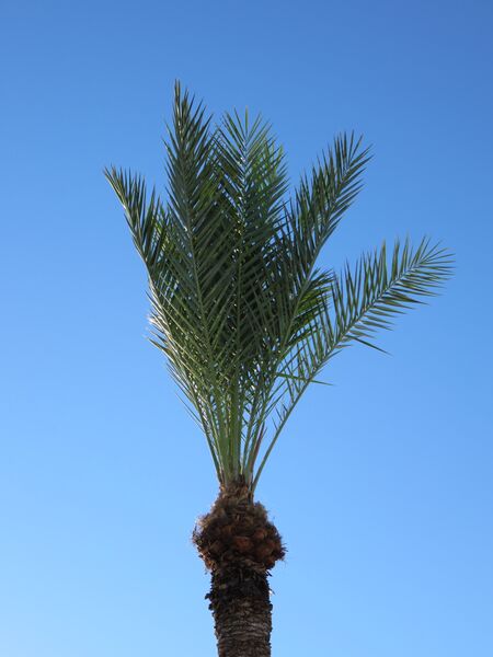 Datei:Palm.Tree.AZ.3.jpg